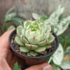 Echeveria Ben Badis, real gallery image #1 plants. Picture taken directly from kaktus.id community Echeveria farmer green houses.