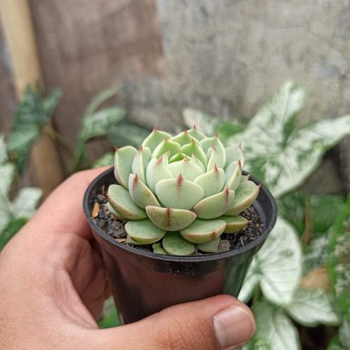 Echeveria Ben Badis, real gallery image #5 plants. Picture taken directly from kaktus.id community Echeveria farmer green houses.