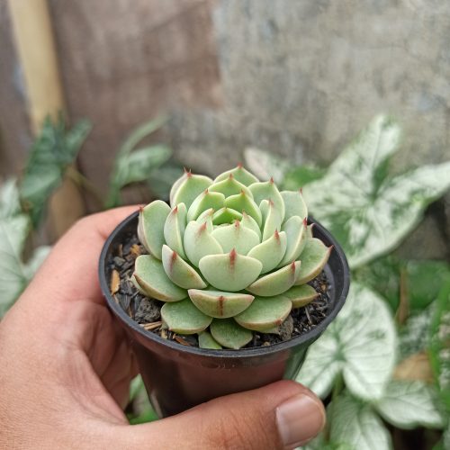 Echeveria Ben Badis, real gallery image #4 plants. Picture taken directly from kaktus.id community Echeveria farmer green houses.