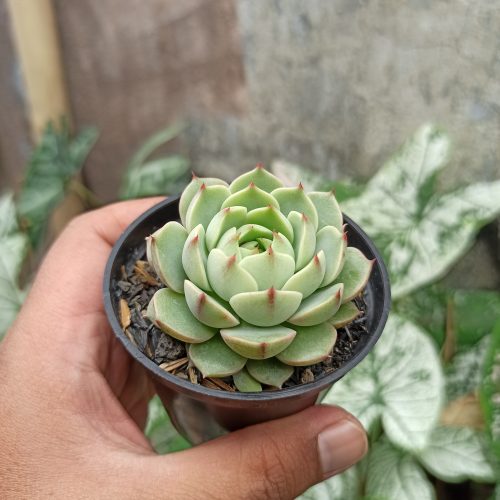 Echeveria Ben Badis, real gallery image #3 plants. Picture taken directly from kaktus.id community Echeveria farmer green houses.