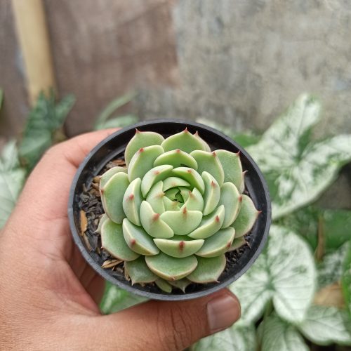 Echeveria Ben Badis, real gallery image #2 plants. Picture taken directly from kaktus.id community Echeveria farmer green houses.