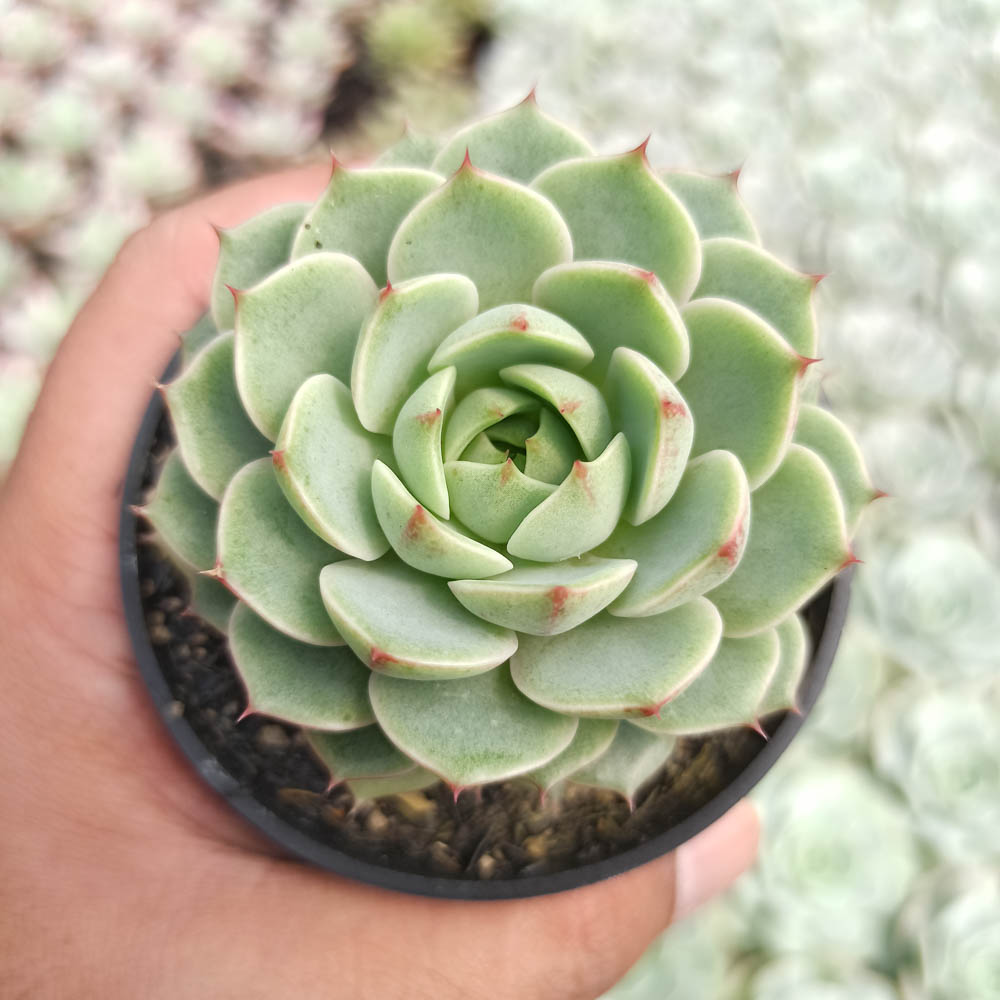 kaktus.id