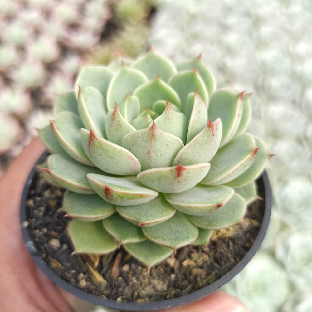 kaktus.id