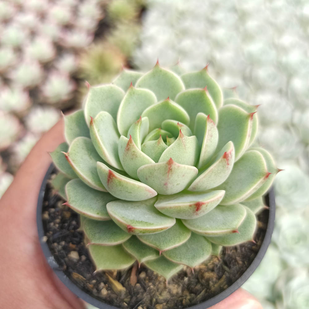kaktus.id