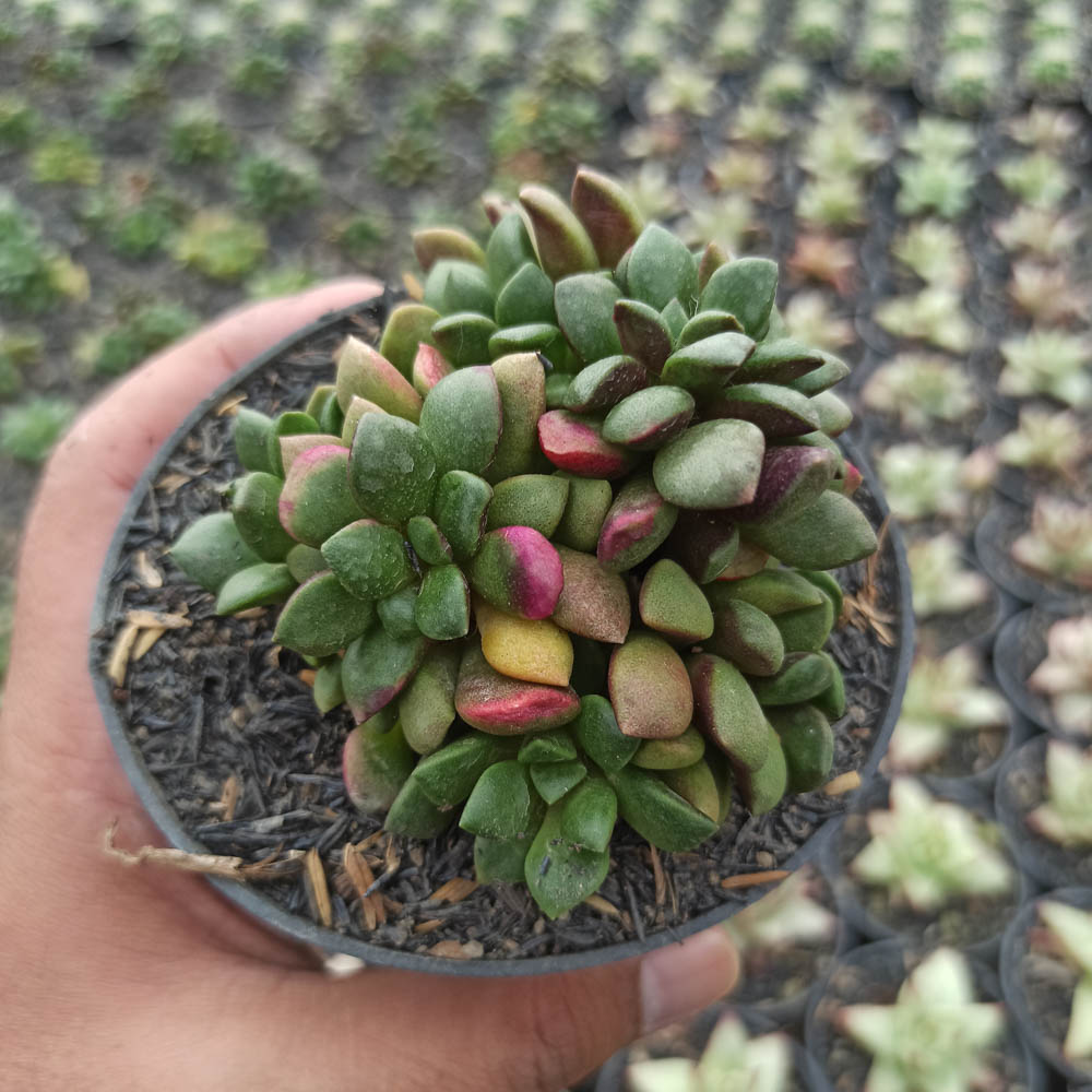 kaktus.id