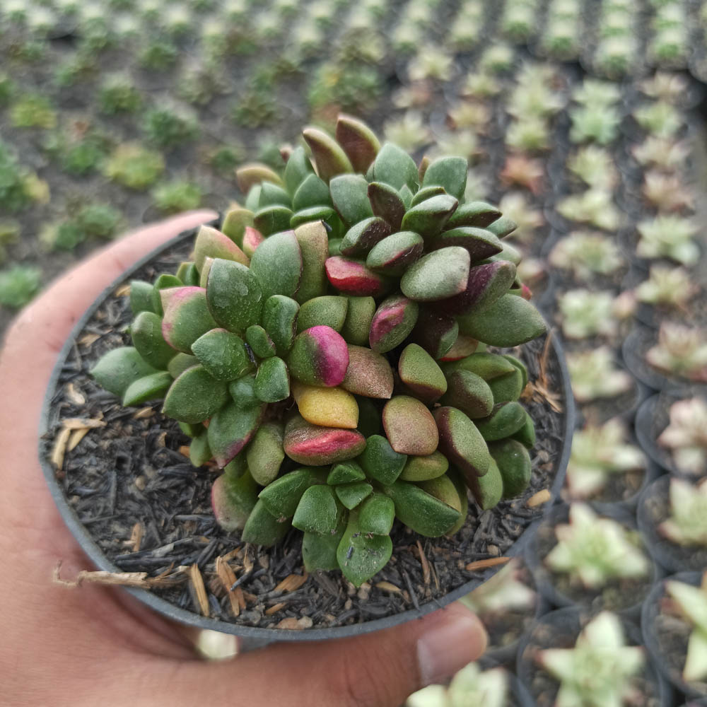 kaktus.id