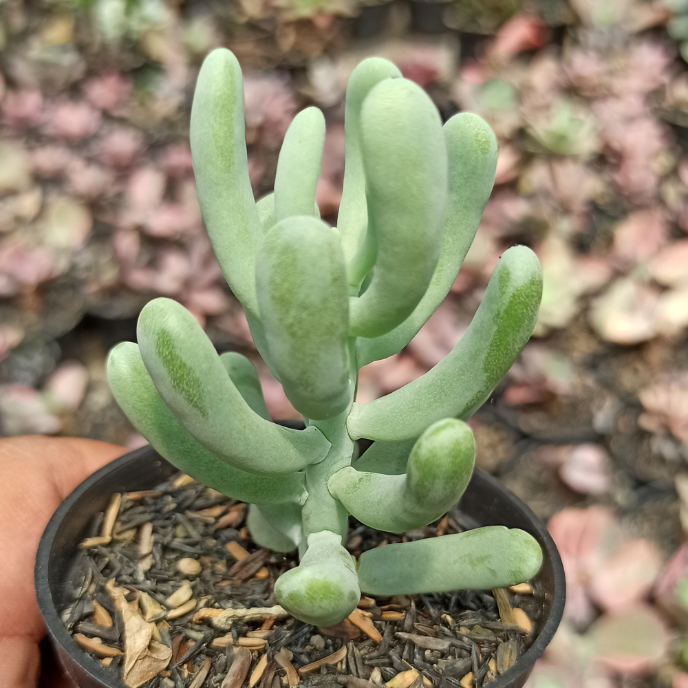 kaktus.id