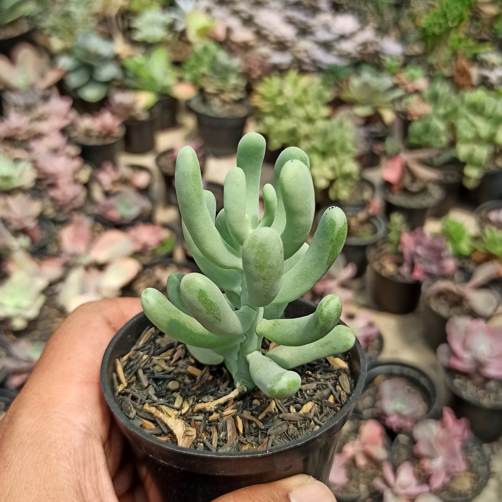 kaktus.id