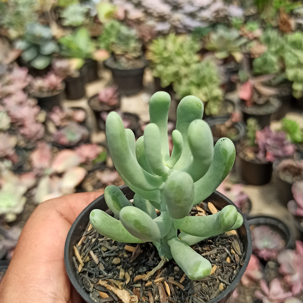 kaktus.id