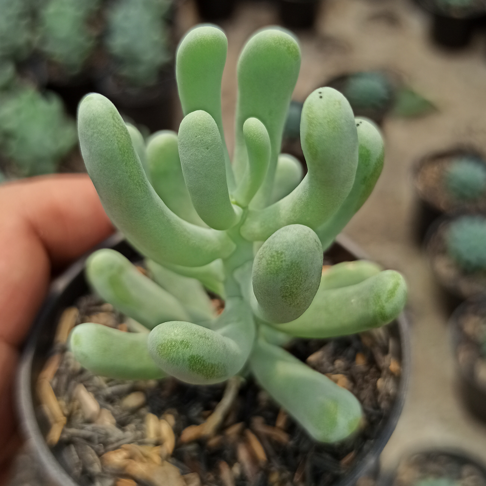 kaktus.id