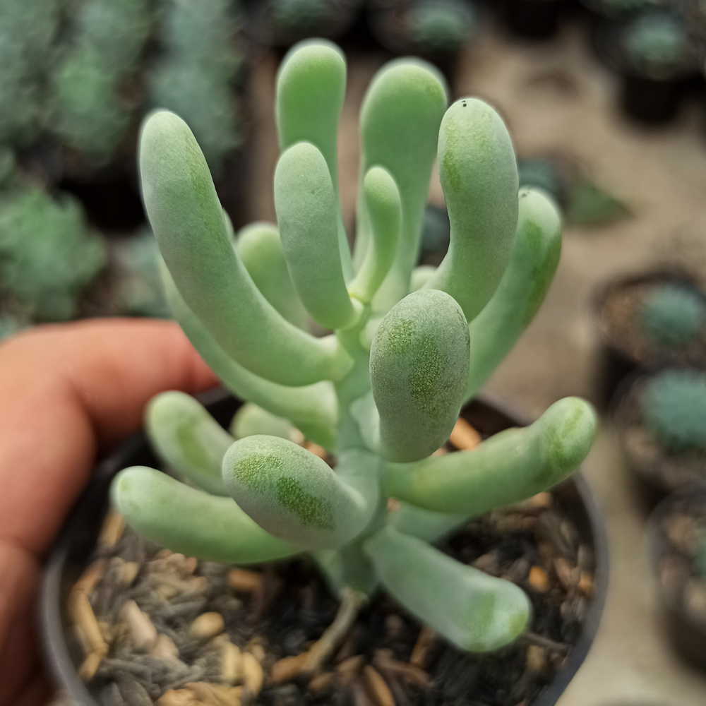 kaktus.id