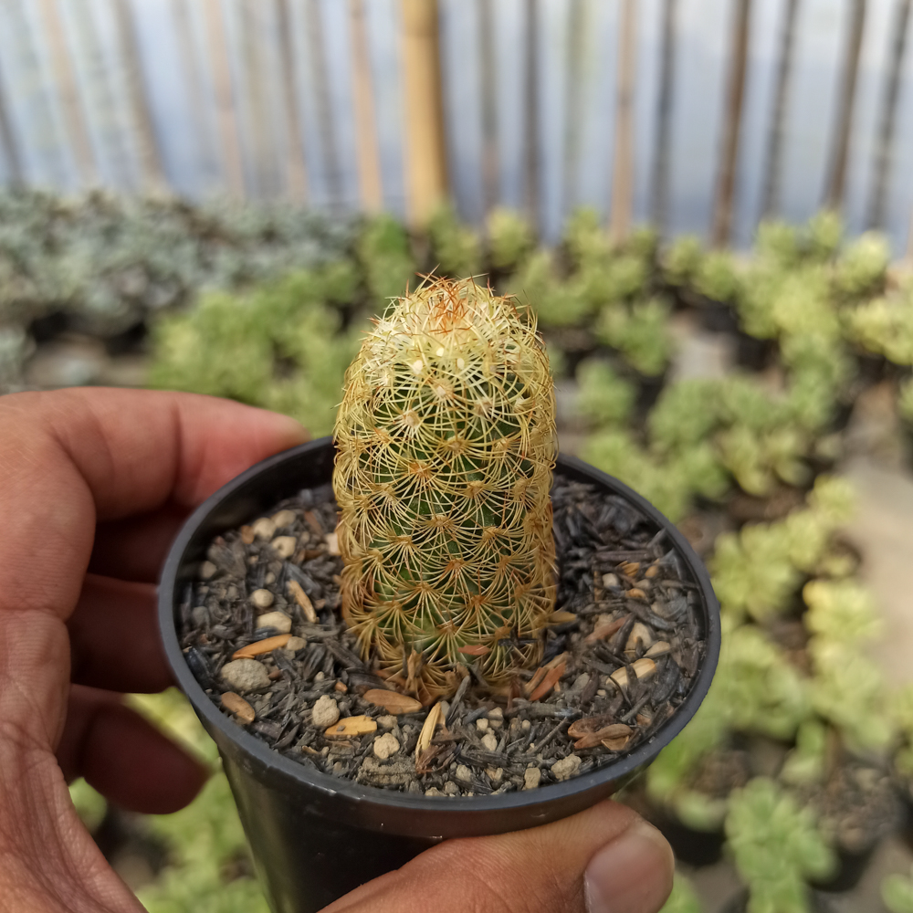 kaktus.id