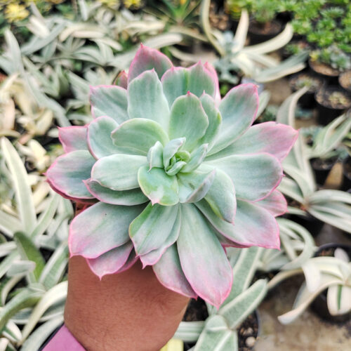 Echeveria Hakuhou, real gallery image #1 plants. Picture taken directly from kaktus.id community Echeveria farmer green houses.