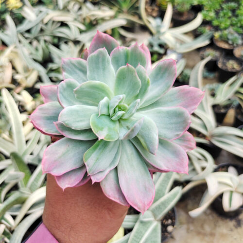 Echeveria Hakuhou, real gallery image #5 plants. Picture taken directly from kaktus.id community Echeveria farmer green houses.