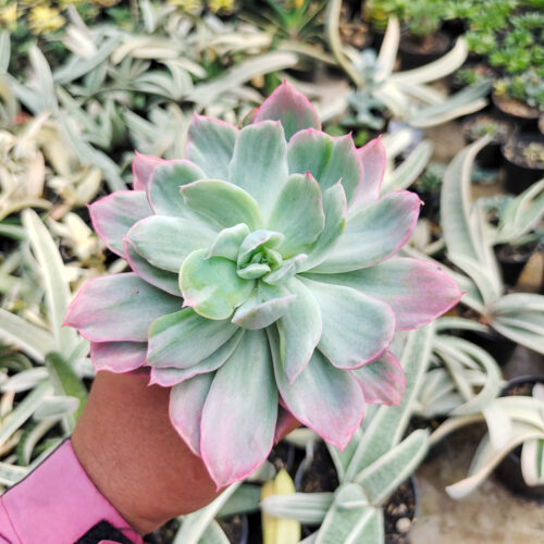 Echeveria Hakuhou, real gallery image #7 plants. Picture taken directly from kaktus.id community Echeveria farmer green houses.