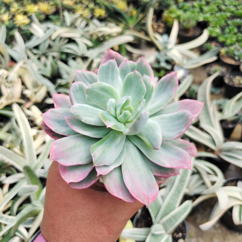 Echeveria Hakuhou, real gallery image #8 plants. Picture taken directly from kaktus.id community Echeveria farmer green houses.