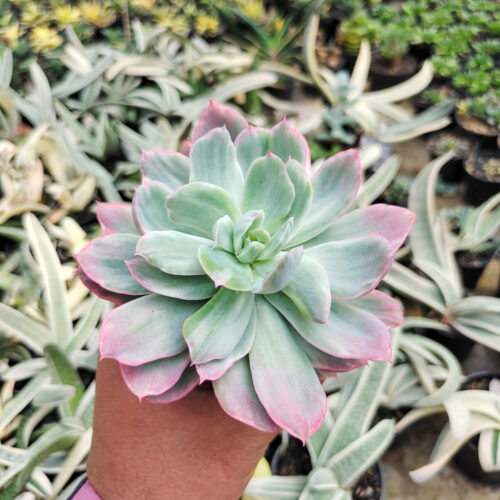 Echeveria Hakuhou, real gallery image #9 plants. Picture taken directly from kaktus.id community Echeveria farmer green houses.