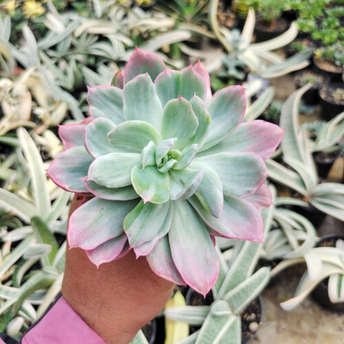Echeveria Hakuhou, real gallery image #10 plants. Picture taken directly from kaktus.id community Echeveria farmer green houses.