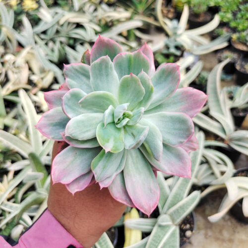 Echeveria Hakuhou, real gallery image #11 plants. Picture taken directly from kaktus.id community Echeveria farmer green houses.