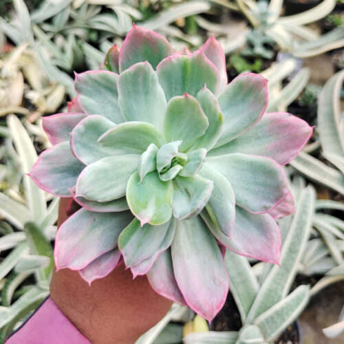 Echeveria Hakuhou, real gallery image #12 plants. Picture taken directly from kaktus.id community Echeveria farmer green houses.