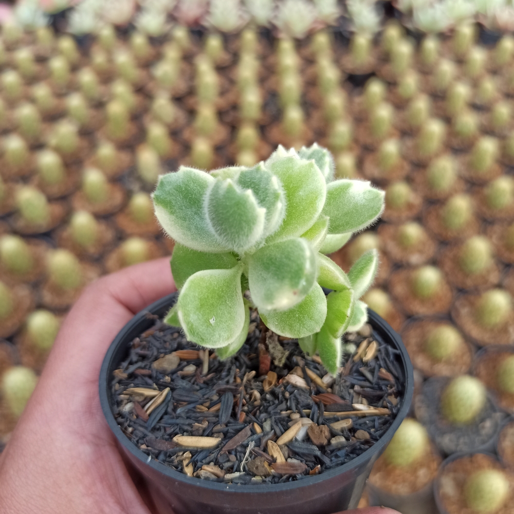 kaktus.id