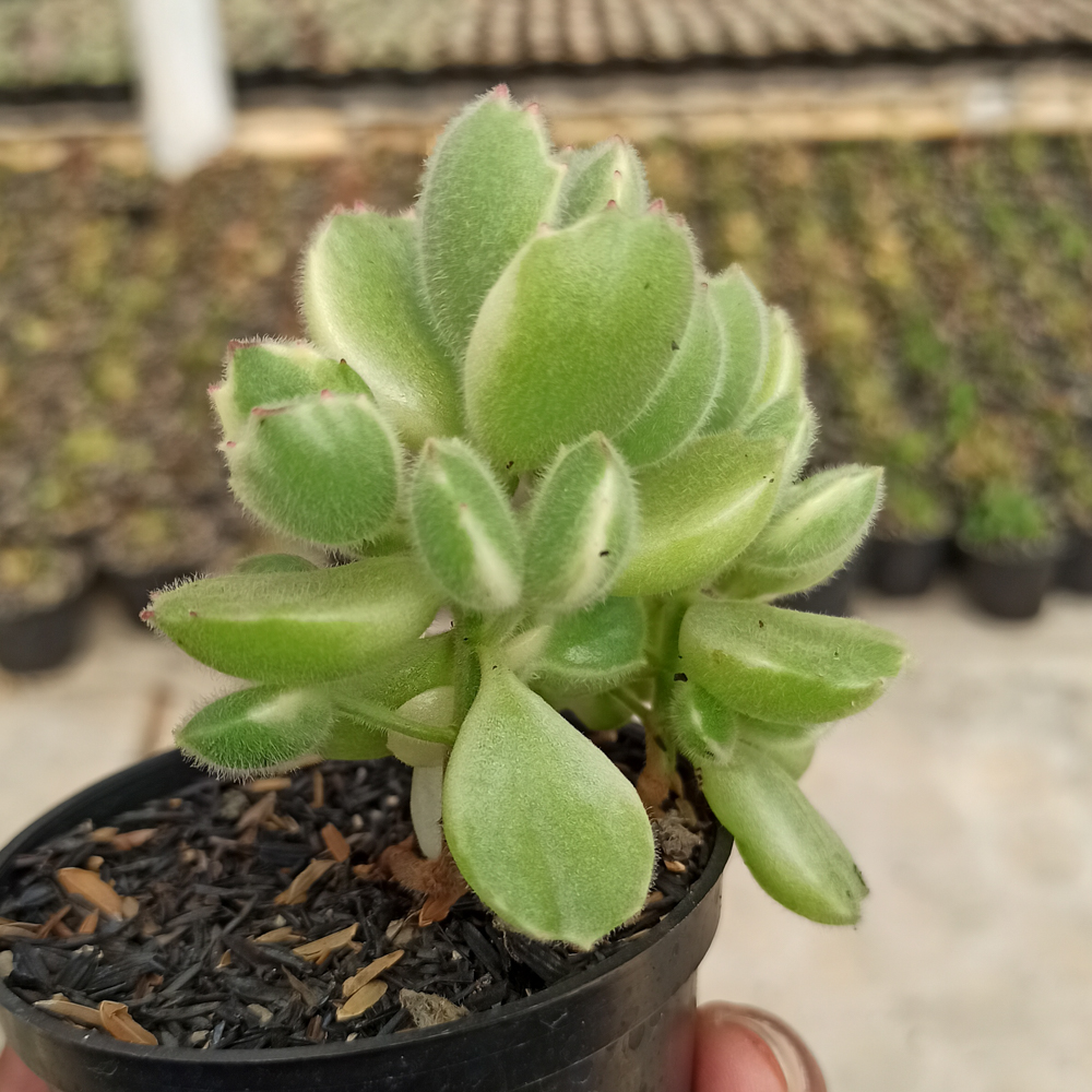 kaktus.id