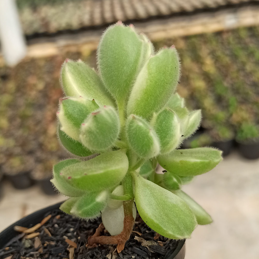 kaktus.id