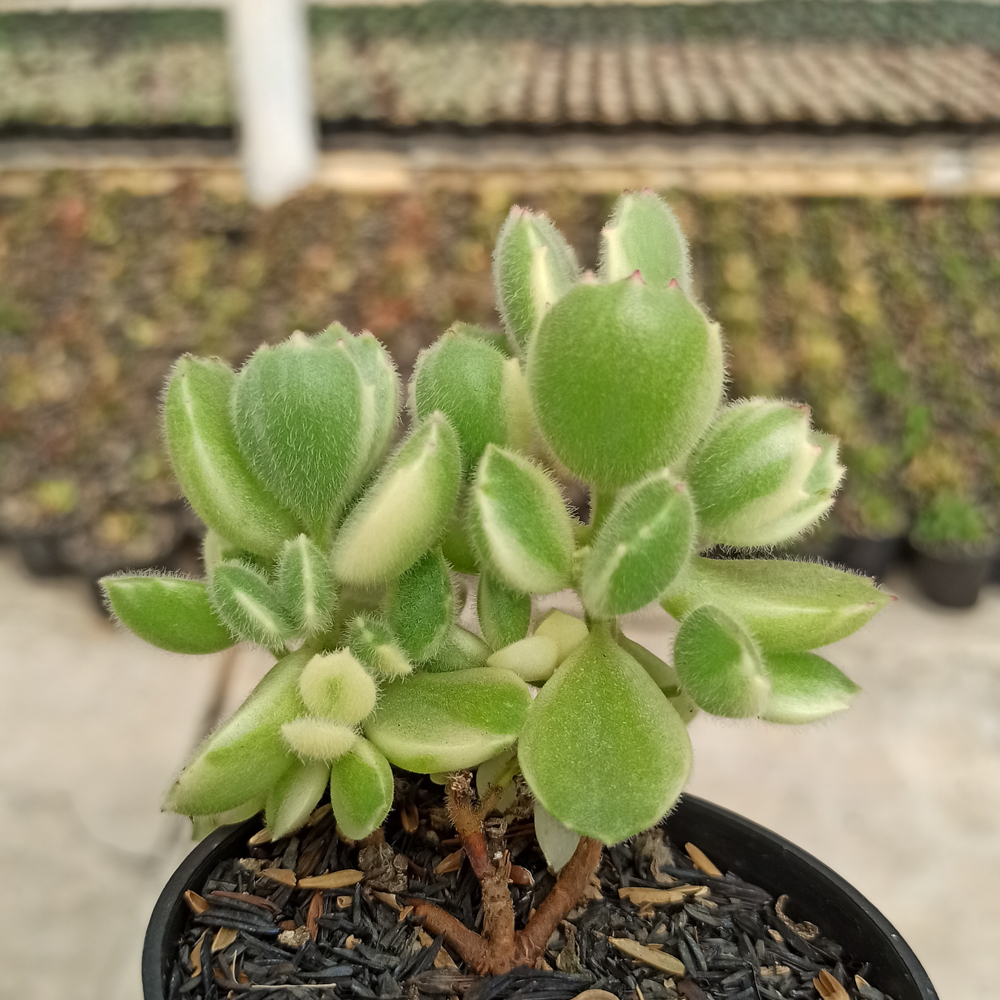 kaktus.id