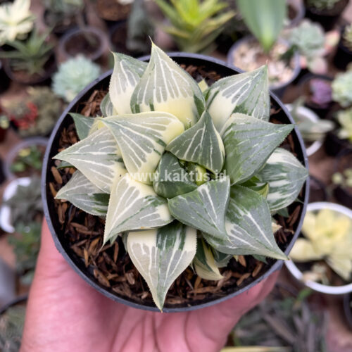 Haworthia Magnifica Variegated, real gallery image #4 plants. Picture taken directly from kaktus.id community Haworthia farmer green houses.