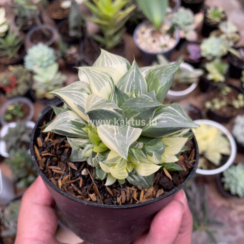 Haworthia Magnifica Variegated, real gallery image #2 plants. Picture taken directly from kaktus.id community Haworthia farmer green houses.