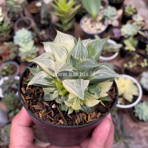 Haworthia Magnifica Variegated, real gallery image #7 plants. Picture taken directly from kaktus.id community Haworthia farmer green houses.