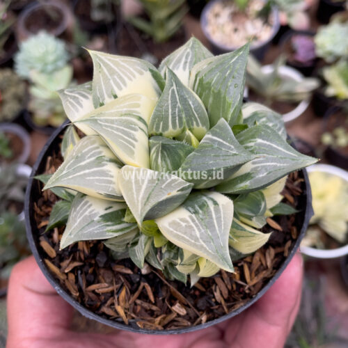 Haworthia Magnifica Variegated, real gallery image #1 plants. Picture taken directly from kaktus.id community Haworthia farmer green houses.