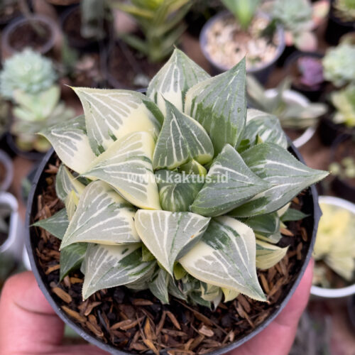 Haworthia Magnifica Variegated, real gallery image #12 plants. Picture taken directly from kaktus.id community Haworthia farmer green houses.