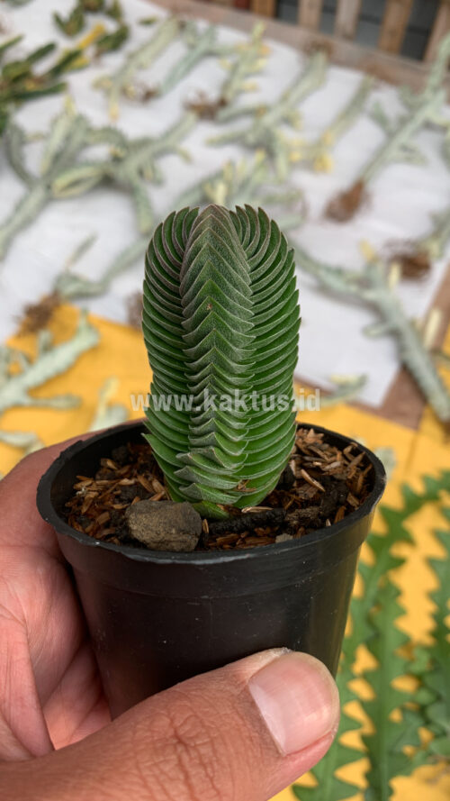 Crassula ‘Buddha’s Temple’, real gallery image #9 plants. Picture taken directly from kaktus.id community Crassula farmer green houses.