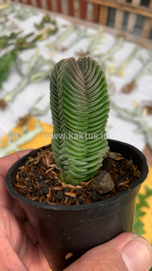 Crassula ‘Buddha’s Temple’, real gallery image #8 plants. Picture taken directly from kaktus.id community Crassula farmer green houses.