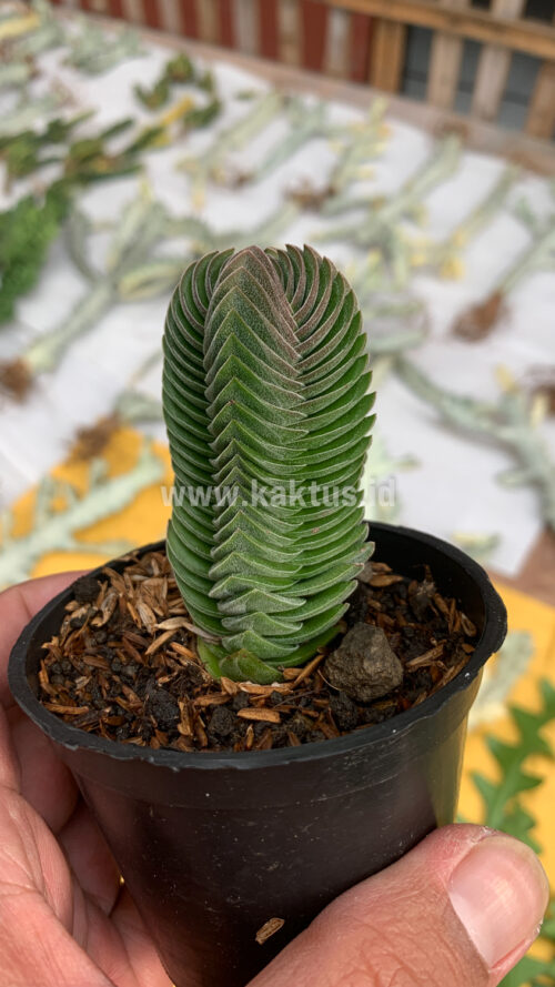 Crassula ‘Buddha’s Temple’, real gallery image #7 plants. Picture taken directly from kaktus.id community Crassula farmer green houses.