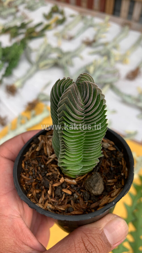 Crassula ‘Buddha’s Temple’, real gallery image #6 plants. Picture taken directly from kaktus.id community Crassula farmer green houses.
