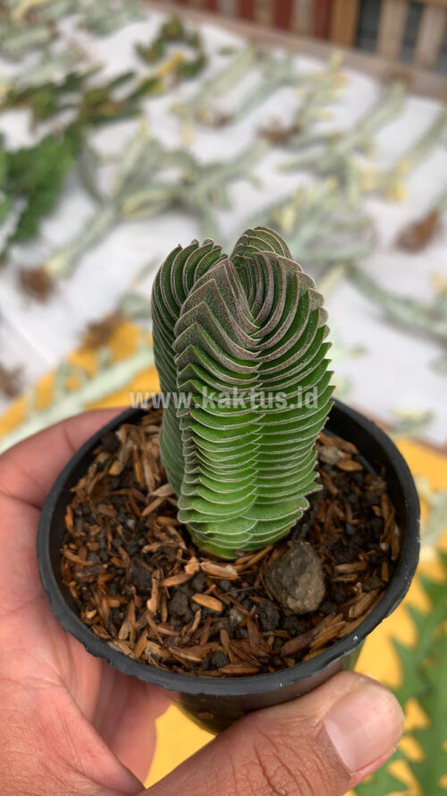 Crassula ‘Buddha’s Temple’, real gallery image #5 plants. Picture taken directly from kaktus.id community Crassula farmer green houses.
