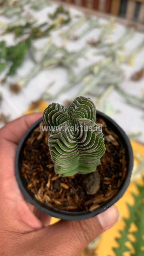 Crassula ‘Buddha’s Temple’, real gallery image #4 plants. Picture taken directly from kaktus.id community Crassula farmer green houses.