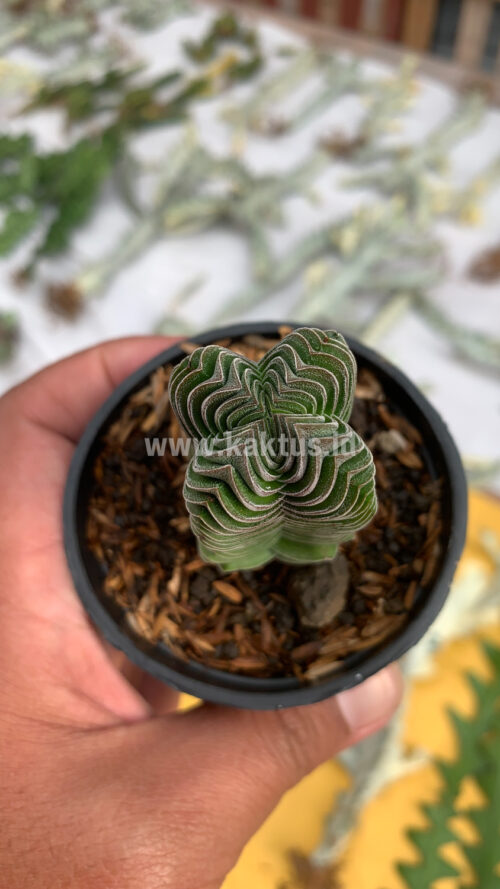 Crassula ‘Buddha’s Temple’, real gallery image #1 plants. Picture taken directly from kaktus.id community Crassula farmer green houses.