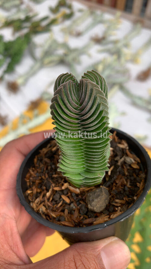 Crassula ‘Buddha’s Temple’, real gallery image #3 plants. Picture taken directly from kaktus.id community Crassula farmer green houses.