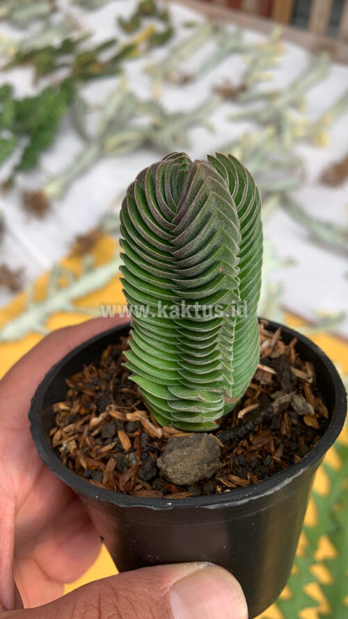 Crassula ‘Buddha’s Temple’, real gallery image #2 plants. Picture taken directly from kaktus.id community Crassula farmer green houses.