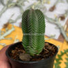 Crassula ‘Buddha’s Temple’, real feature image plant. Picture taken directly from kaktus.id community Crassula farmer green houses.