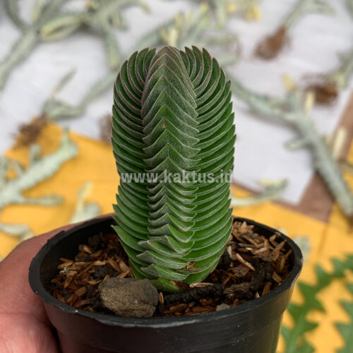 188. Crassula ‘Buddha’s Temple’ ( Appendix II – Special Permit Needed* )