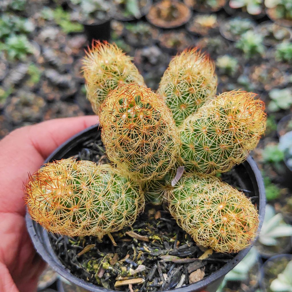 kaktus.id