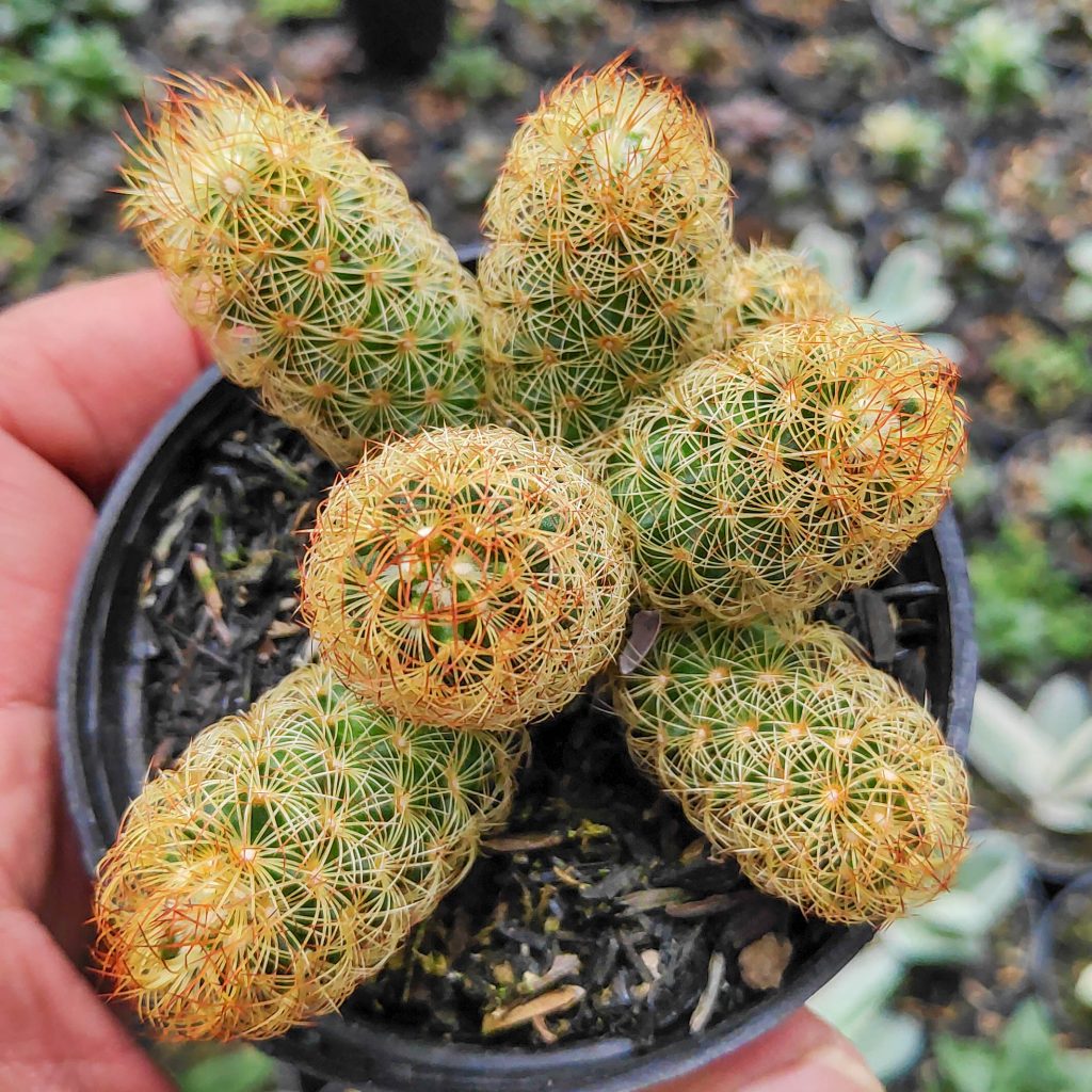 kaktus.id
