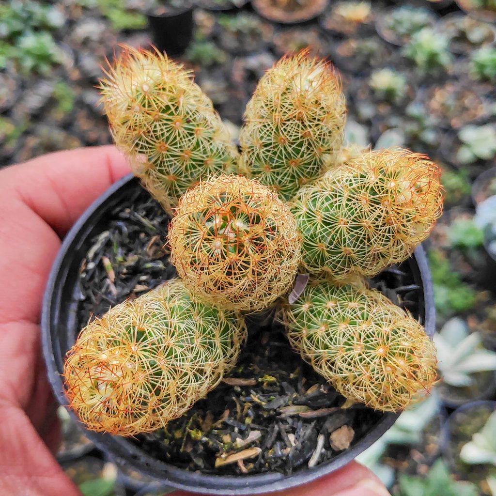 kaktus.id
