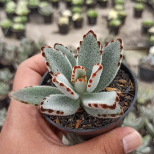Kalanchoe Tomentosa, real gallery image #1 plants. Picture taken directly from kaktus.id community Kalanchoe farmer green houses.