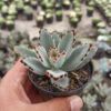 Kalanchoe Tomentosa, real gallery image #2 plants. Picture taken directly from kaktus.id community Kalanchoe farmer green houses.