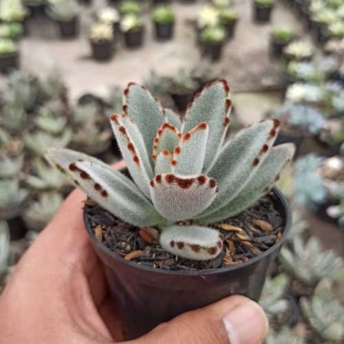 Kalanchoe Tomentosa, real gallery image #3 plants. Picture taken directly from kaktus.id community Kalanchoe farmer green houses.